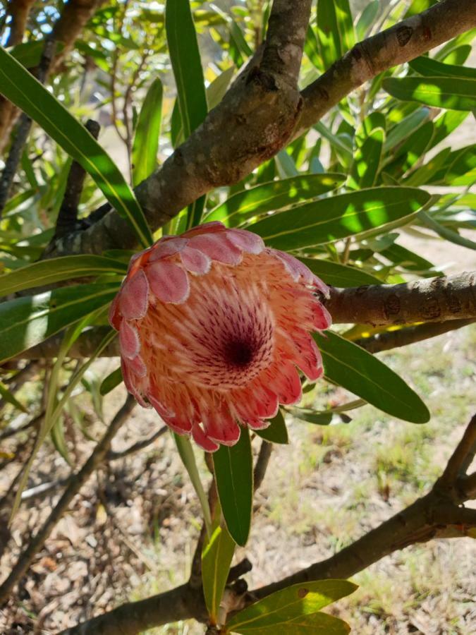 אפרטהוטל Severnlea R & R On The Ravine מראה חיצוני תמונה